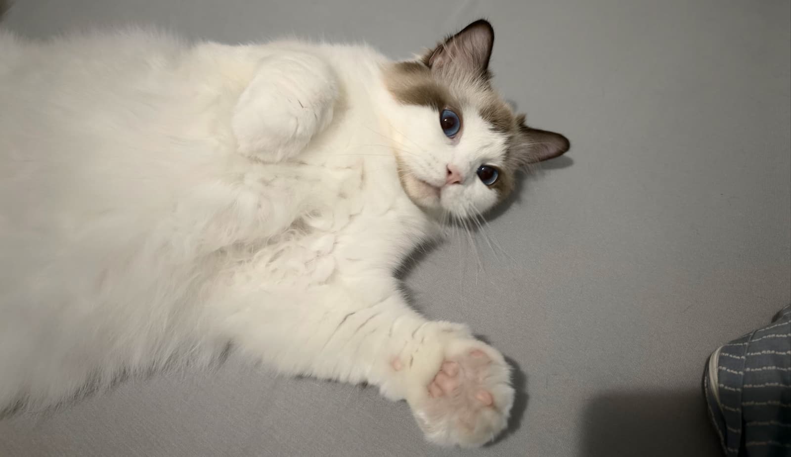 事態を教えてくれた飼い猫